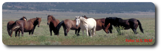Wild horses in the USA
